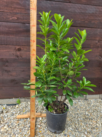 Laur englezesc (Prunus laurocerasus) – Arbust ornamental pentru gard viu dens și verde 80-90cm [2]