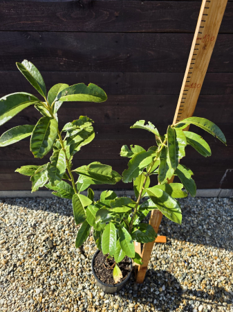Laur englezesc – Prunus laurocerasus, arbust ornamental veșnic verde 100-120cm [1]