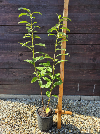GARD VIU - Laur englezesc – Prunus laurocerasus, arbust ornamental veșnic verde 100-120cm