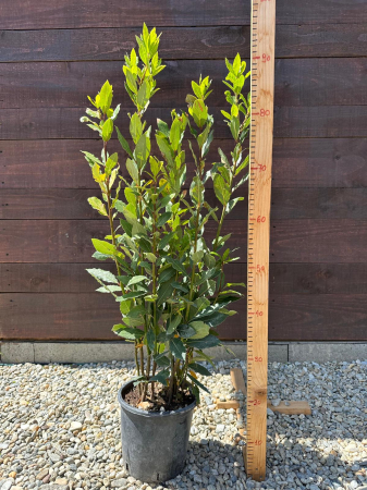 Laurus nobilis – Dafin nobil ornamental, aromat și rezistent, ideal pentru grădini și ghivece 70-80cm [2]