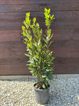 AROMATICE - Laurus nobilis – Dafin nobil ornamental, aromat și rezistent, ideal pentru grădini și ghivece 70-80cm