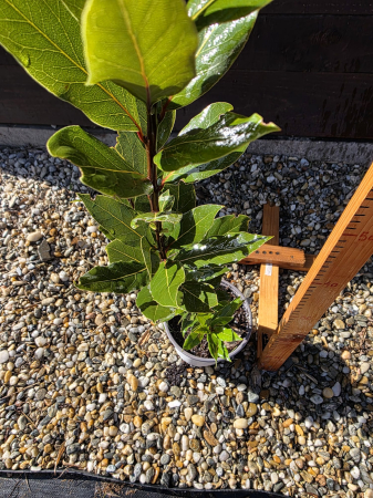 Laurus Nobilis – Dafin ornamental la ghiveci, plantă mediteraneană pentru grădină si terasă 50-70cm [1]