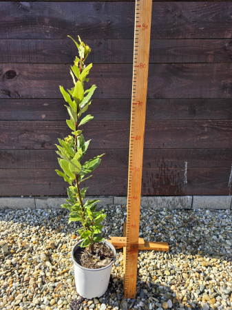 AROMATICE - Laurus Nobilis – Dafin ornamental la ghiveci, plantă mediteraneană pentru grădină si terasă 50-70cm