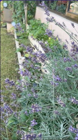 Flori și plante ornamentale - Lavandă englezească  - Lavandula Angustifolia cu flori mov si parfumate