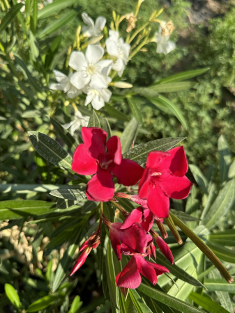 LEANDRI - Leandru Ornamental Rosu 100-120 cm Rezistent la Seceta