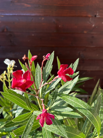 Leandru Ornamental Rosu 100-120 cm Rezistent la Seceta [4]