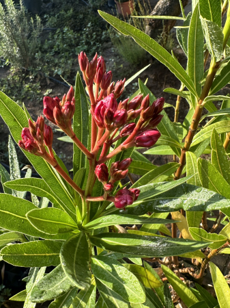 Leandru Ornamental Rosu 100-120 cm Rezistent la Seceta [2]