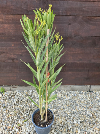 LEANDRI - Leandru (Nerium oleander) flori albe – Arbust ornamental cu flori spectaculoase, rezistent la secetă 45-60cm