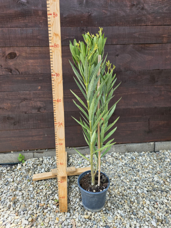 Leandru (Nerium oleander) flori albe – Arbust ornamental cu flori spectaculoase, rezistent la secetă 45-60cm [1]
