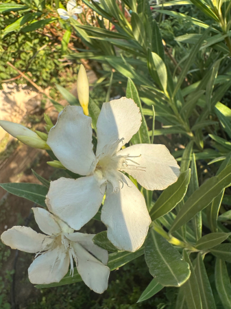 Leandru Ornamental Alb 100-120 cm Rezistent la Seceta [1]