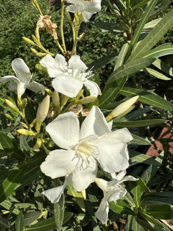 Arbuşti ornamentali - Leandru Ornamental Alb 100-120 cm Rezistent la Seceta