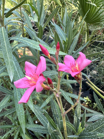 Leandru Ornamental Roz 100-120 cm Rezistent la Seceta [1]