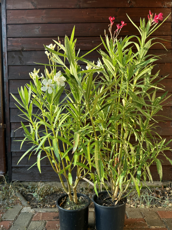 Leandru Ornamental Roz 100-120 cm Rezistent la Seceta [2]