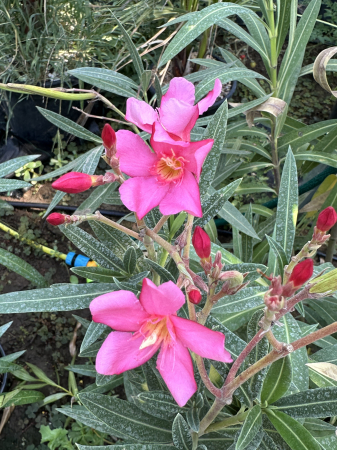 Arbuşti ornamentali - Leandru Ornamental Roz 100-120 cm Rezistent la Seceta