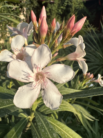 Arbuşti ornamentali - Leandru ornamental tip copac ALB - Nerium oleander 150-160cm