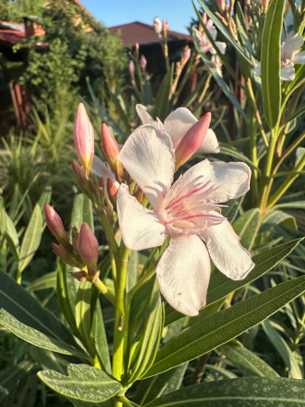 Leandru ornamental tip copac ALB - Nerium oleander 150-160cm [1]