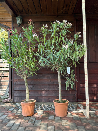 Leandru ornamental tip copac ALB - Nerium oleander 150-160cm [3]