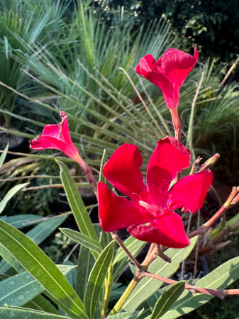Flori și plante ornamentale - Leandru pitic ROSU - Nerium Oleander Nana 30-50cm