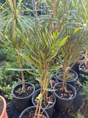 Leandru pitic ROSU - Nerium Oleander Nana 30-50cm [1]