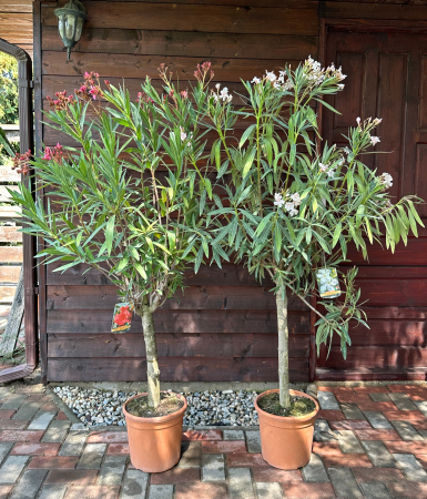 Leandru ornamental tip copac ROZ - Nerium oleander 150-160cm [1]