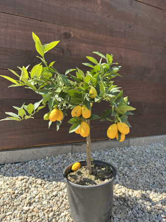 Lemonquat (× Citrofortunella) – Pom fructifer exotic cu fructe aromate, perfect pentru ghivece și grădini mediteraneene [1]