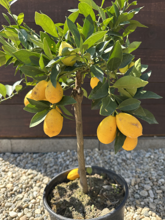 Pomi fructiferi - Lemonquat (× Citrofortunella) – Pom fructifer exotic cu fructe aromate, perfect pentru ghivece și grădini mediteraneene