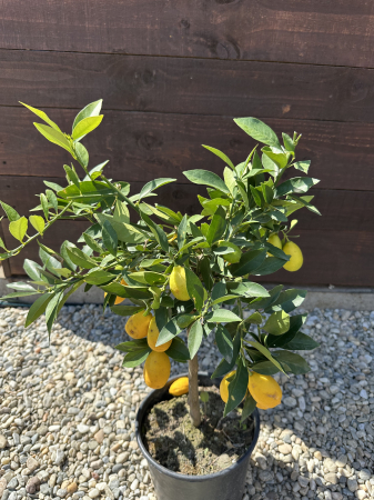 Lemonquat (× Citrofortunella) – Pom fructifer exotic cu fructe aromate, perfect pentru ghivece și grădini mediteraneene [3]