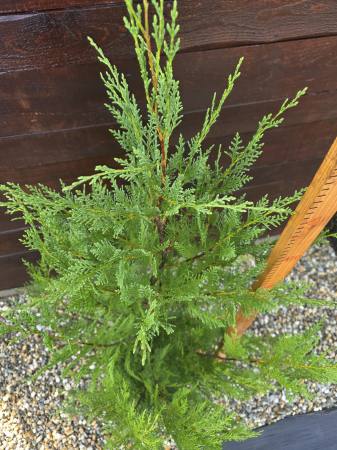 Leylandii – Conifer ornamental veșnic verde pentru gard viu și grădini elegante 120-140cm [1]