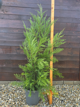 Conifere - Leylandii – Conifer ornamental veșnic verde pentru gard viu și grădini elegante 120-140cm