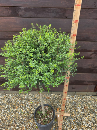 Ligustrum sinense (Lemn Câinesc Chinezesc) pe picior – Arbust Ornamental 120-140cm [1]