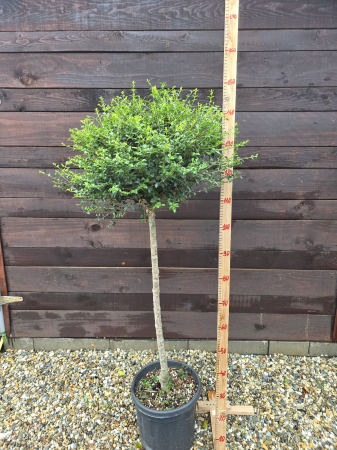 GARD VIU - Ligustrum sinense (Lemn Câinesc Chinezesc) pe picior – Arbust Ornamental 120-140cm