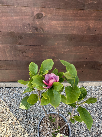 Magnolia "Genie" – Arbust ornamental cu flori mov spectaculoase de primăvară [1]