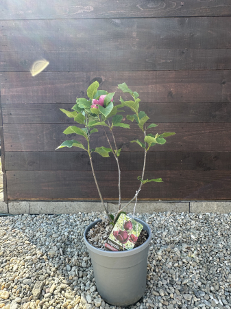 Magnolia "Genie" – Arbust ornamental cu flori mov spectaculoase de primăvară [2]