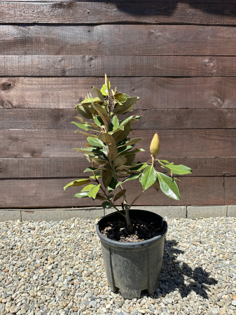 Magnolia grandiflora - flori albe si frunzis vesnic verde [2]