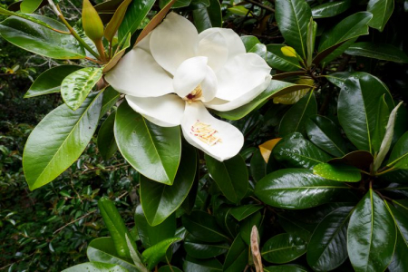 Arbuşti ornamentali - Magnolia grandiflora - flori albe si frunzis vesnic verde