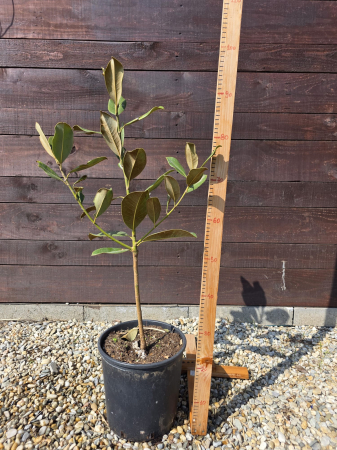 Magnolia grandiflora – Magnolia veșnic verde cu flori mari parfumate pentru grădină 60-80cm [2]