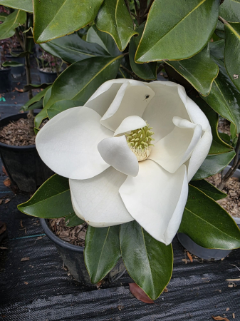 Arbuşti ornamentali - Magnolia grandiflora – Magnolia veșnic verde cu flori mari parfumate pentru grădină 60-80cm