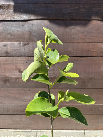 Magnolia "Vulcan" – Arbust ornamental cu flori roz spectaculoase de primăvară [2]