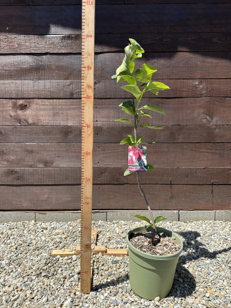 Magnolia "Vulcan" – Arbust ornamental cu flori roz spectaculoase de primăvară [1]