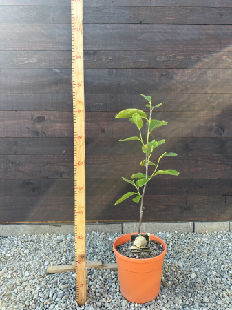Magnolia "White Triumph" – Arbust ornamental cu flori albe spectaculoase de primăvară [2]