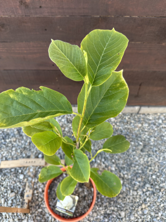 Magnolia "White Triumph" – Arbust ornamental cu flori albe spectaculoase de primăvară [1]