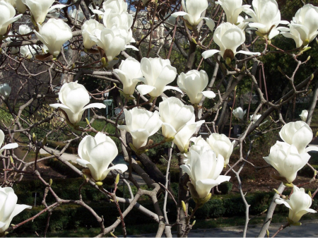 Arbuşti ornamentali - Magnolia "White Triumph" – Arbust ornamental cu flori albe spectaculoase de primăvară