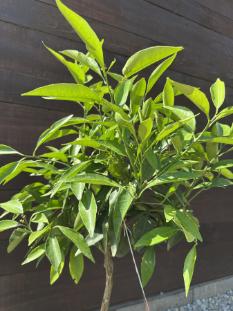 Mandarin – Pom fructifer decorativ cu fructe dulci, ideal pentru ghivece și grădini mediteraneene [2]