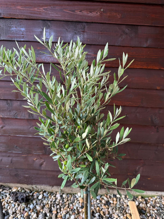 Măslin European adaptat climei Romanesti, aclimatizat - Olea Europaea 70-90cm [3]