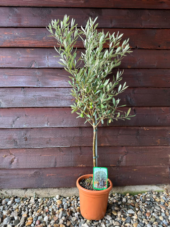 Flori și plante ornamentale - Măslin European adaptat climei Romanesti, aclimatizat - Olea Europaea 70-90cm