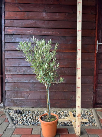 Măslin European adaptat climei Romanesti, aclimatizat - Olea Europaea 70-90cm [2]