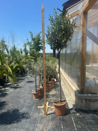 Măslin (Olea europaea) – Arbore mediteranean decorativ, ideal pentru grădini însorite 150-170cm [1]
