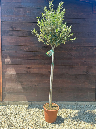 Arbuşti ornamentali - Măslin (Olea europaea) – Arbore mediteranean decorativ, ideal pentru grădini însorite 150-170cm