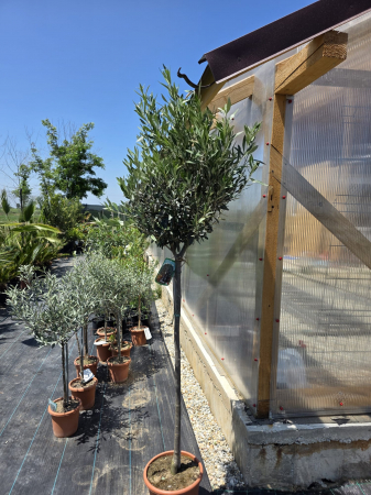 Măslin (Olea europaea) – Arbore mediteranean decorativ, ideal pentru grădini însorite 150-170cm [2]