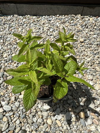 AROMATICE - Menta – Plantă aromatică perenă pentru grădină și ghiveci